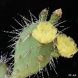 Opuntia salvadorensis (Sta Tecla, El Salvador) (pad - raquette)